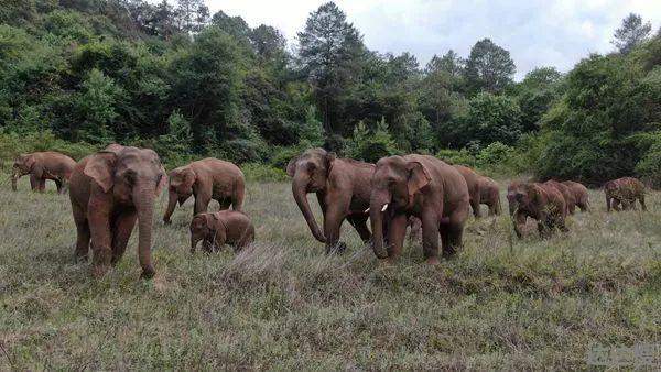 云南北迁象群暂停迁移 小象挤在大象中间睡觉