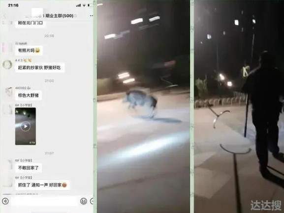 鞍山一小区夜晚窜进野猪