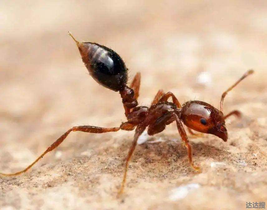 红火蚁位列最危险入侵物种 红火蚁位列最危险入侵物种2