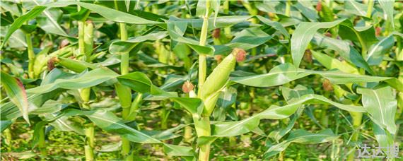 穗长30一35厘米的玉米品种 亩产3000斤的玉米品种