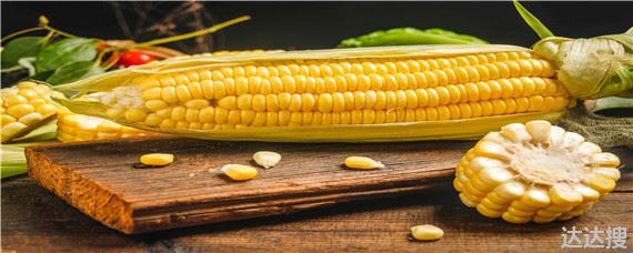 金博士3107玉米种子特征 金博士3107玉米种子特征特性