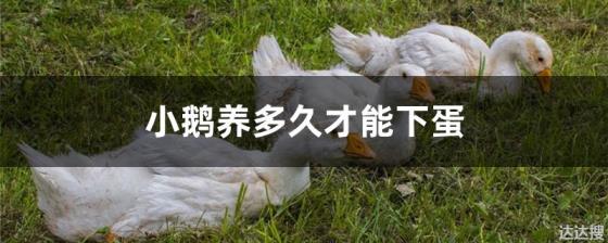 小鹅养多久才能下蛋