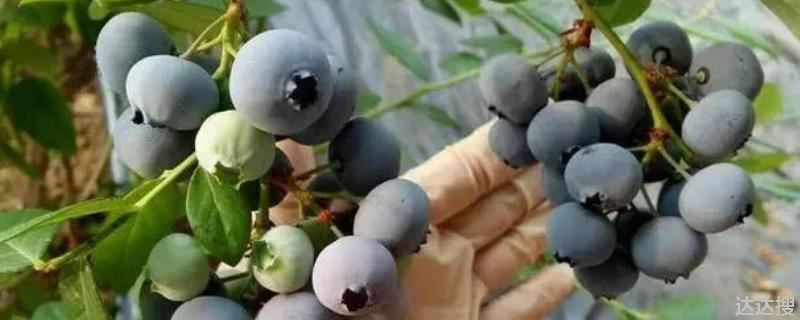 奥尼尔蓝莓品种介绍，适合北方种植吗？耐寒多少度？