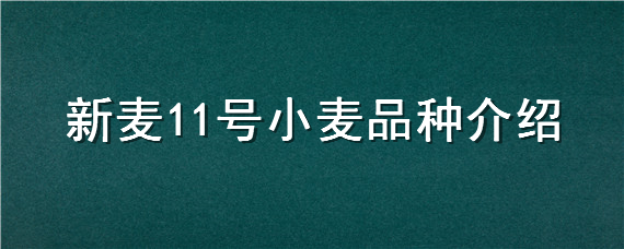 新麦11号小麦品种介绍