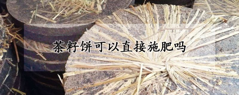 茶籽饼可以直接施肥吗