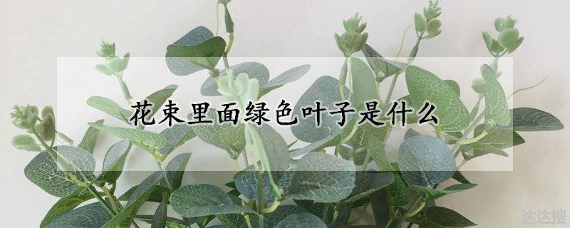 花束里面常用的绿叶植物品种（花束里面绿色叶子是什么）