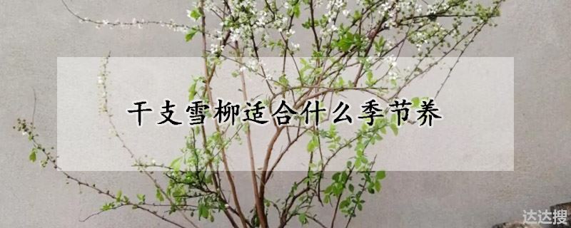 干支雪柳适合什么季节养