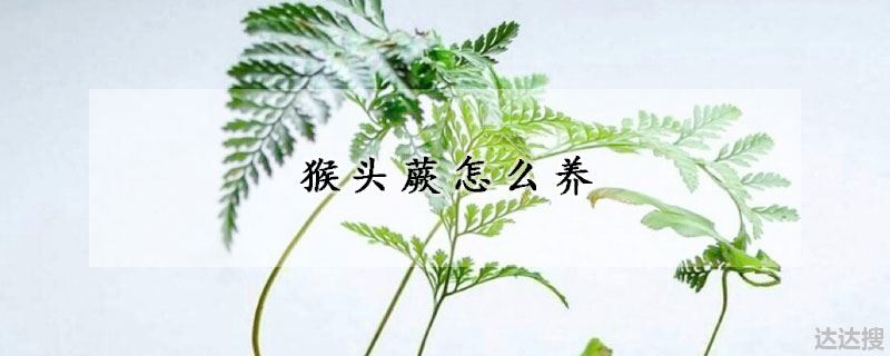 猴头蕨怎么养