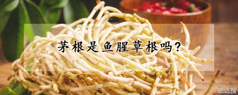 茅根是鱼腥草根吗?