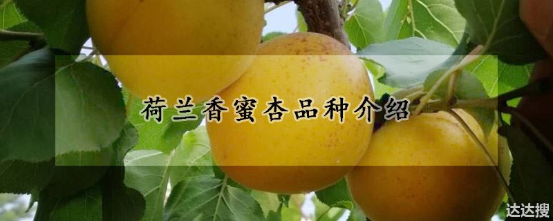 荷兰香蜜杏品种介绍