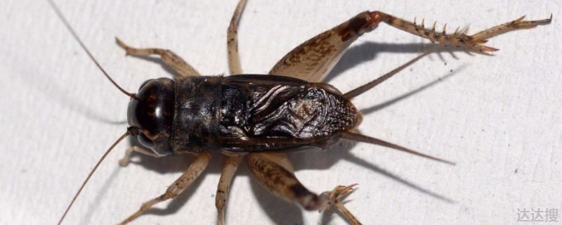 母蟋蟀产卵大概用了多久 蟋蟀孵化雌雄比例