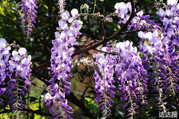 满树紫色的花是什么树