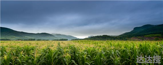 玉米沃玉111产量如何