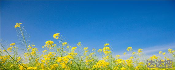 中油杂19号油菜品种