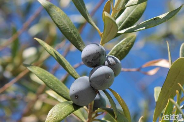 橄榄树的养殖方法和注意事项