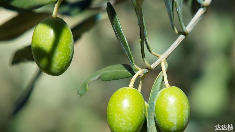 橄榄树的养殖方法和注意事项