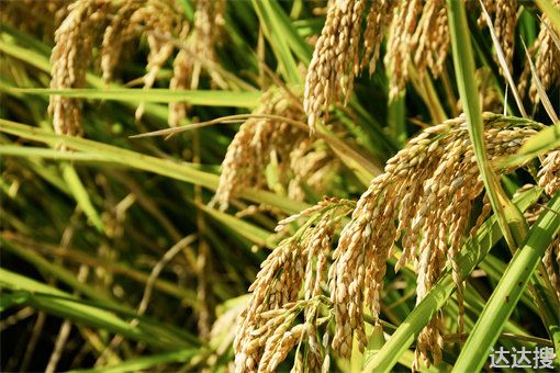 2022年水稻保护价最新政策种植补贴有哪些