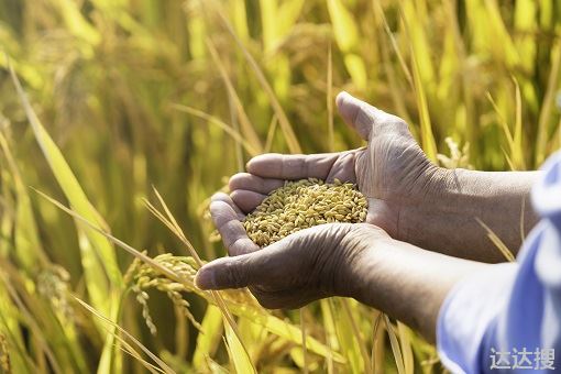 2022年水稻保护价最新政策种植补贴有哪些