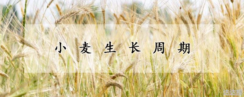 小麦生长周期