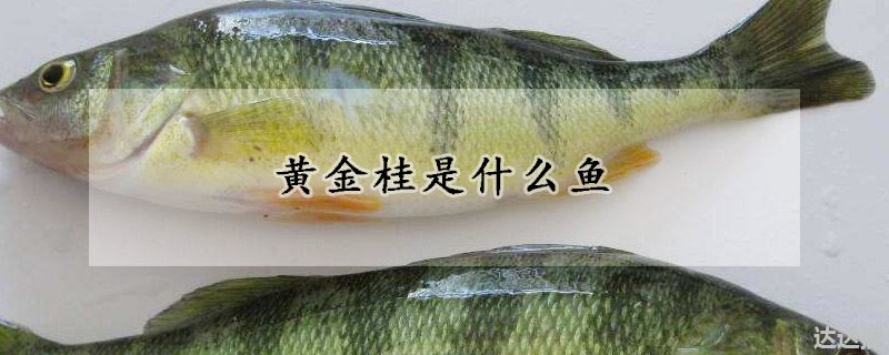 黄金桂是什么鱼