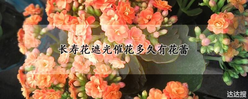 长寿花遮光催花多长时间有花蕾（长寿花遮光催花多久有花蕾）