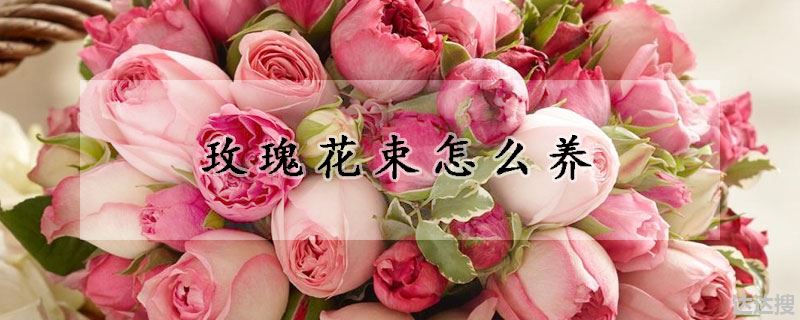 玫瑰花束怎么养