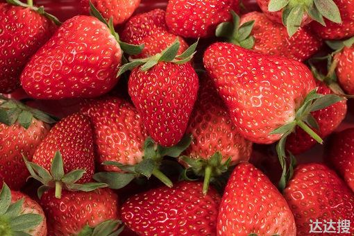 红颜草莓和丹东99的区别是什么 红颜草莓和丹东草莓
