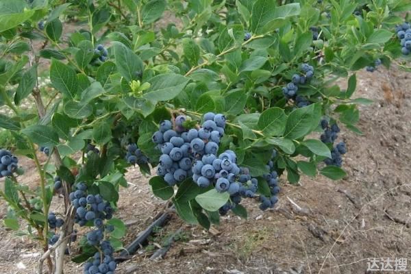 奥尼尔蓝莓特点介绍，附种植方法