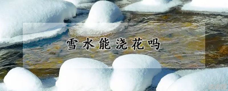 雪水能不能浇花（雪水能浇花吗）