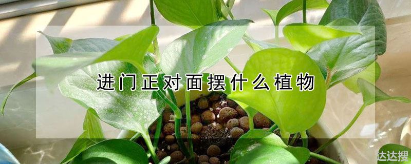 进正门对面摆放哪些植物（进门正对面摆什么植物）