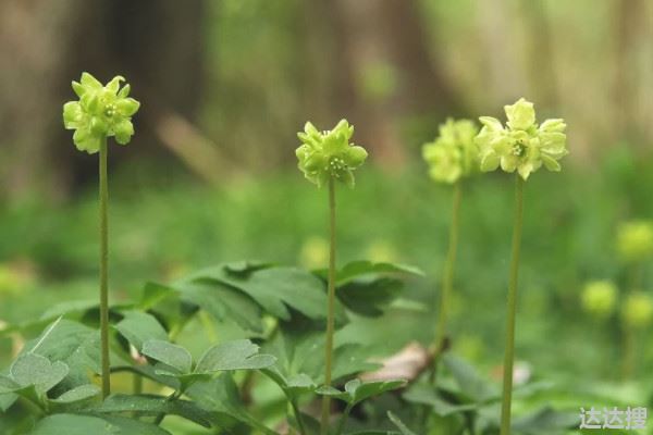 五福临门花的养殖方法