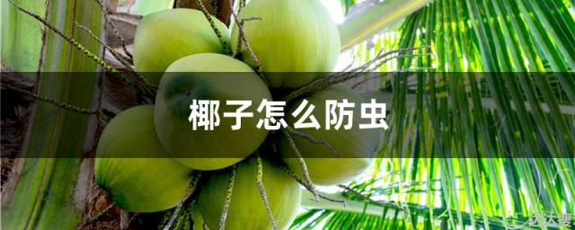 椰子怎么防虫