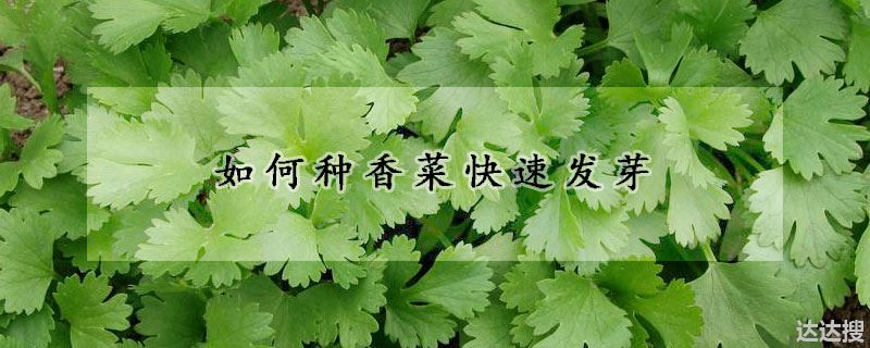 如何种香菜快速发芽