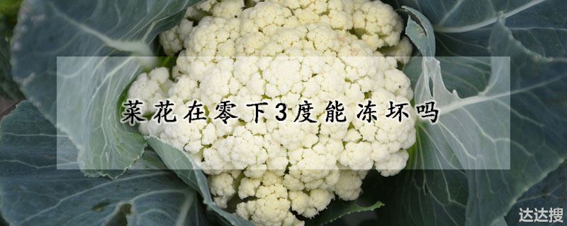 菜花在零下3度会不会冻坏 菜花在零下3度能冻坏吗 达达搜