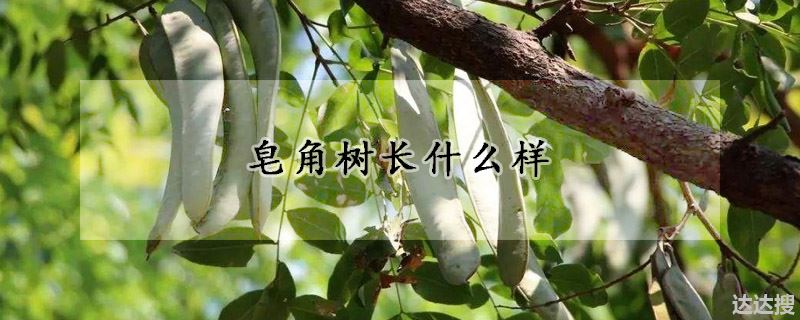 皂角树长什么样