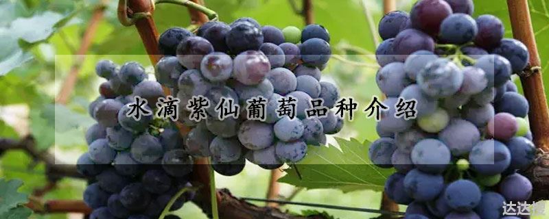 水滴紫仙葡萄品种介绍