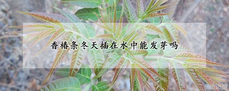 香椿条冬天插在水中能发芽吗