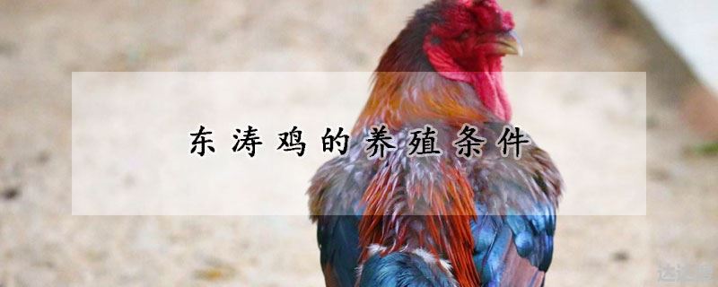 东涛鸡的养殖条件