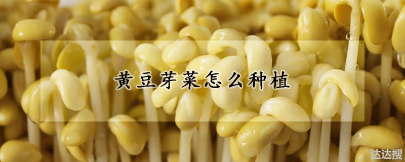 黄豆芽菜怎么种植