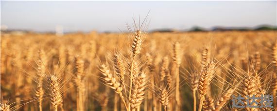观35小麦生长期多少天 衡观35小麦生长期多少天