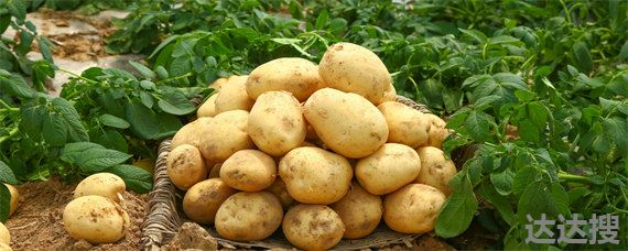 土豆疫病用什么药防治 土豆晚疫病的防治措施
