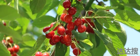 广西樱桃种植条件和区域 广西梧州适合种植樱桃吗