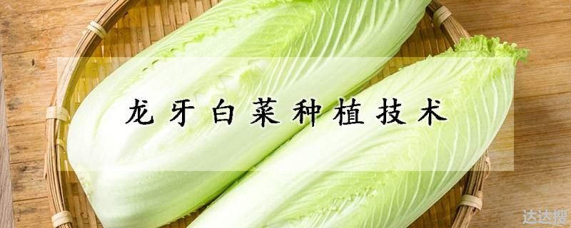 龙牙白菜如何种植（龙牙白菜种植技术）