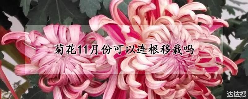 菊花11月份可以连根移栽吗