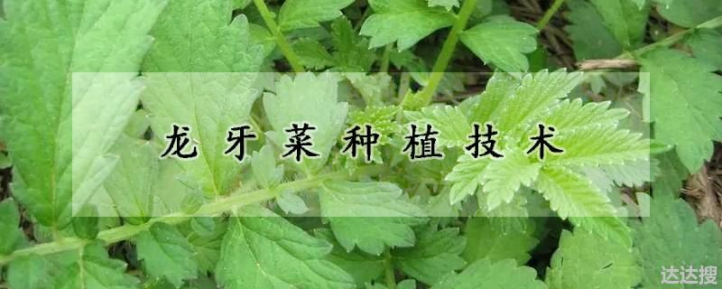 龙牙菜如何种植（龙牙菜种植技术）