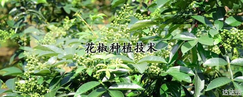 花椒的种植方法（花椒种植技术）