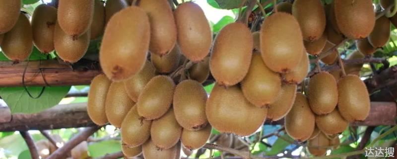 影响猕猴桃种植最重要的因素是哪一个 猕猴桃种植时间