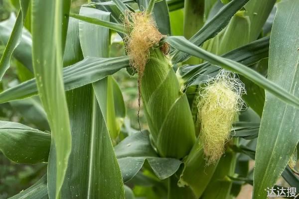 德利农318玉米种简介，适合哪里种植，产量如何