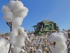 为什么国外不使用新疆棉花？美国为什么禁止？这是一场阴谋！